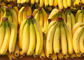 Cambio climático amenaza el futuro global del cultivo bananero