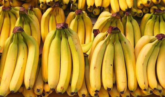 Cambio climático amenaza el futuro global del cultivo bananero