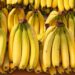 Cambio climático amenaza el futuro global del cultivo bananero