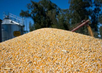 Descienden precios globales de alimentos según informe de FAO