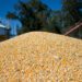 Descienden precios globales de alimentos según informe de FAO