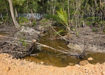 Clausuran proyecto inmobiliario en Samaná por ecocidio ambiental