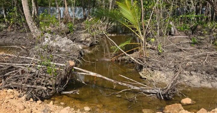 Clausuran proyecto inmobiliario en Samaná por ecocidio ambiental