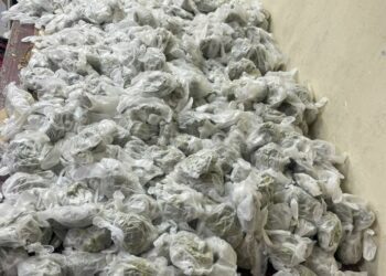 Desde Nueva York: envían marihuana a RD en guantes quirúrgicos usado 