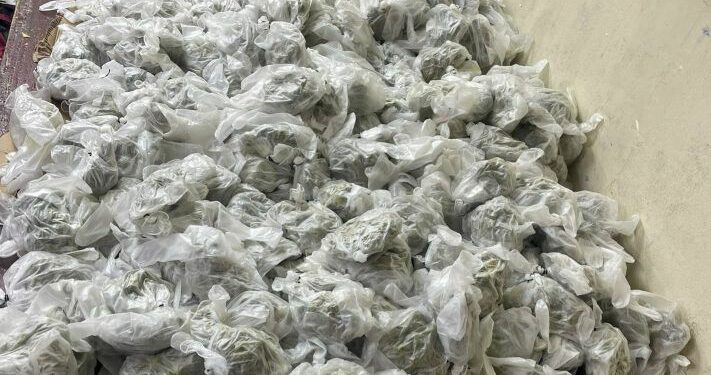 Desde Nueva York: envían marihuana a RD en guantes quirúrgicos usado