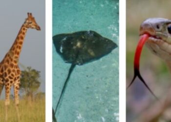 Descubren regla universal que rige distribución de la vida