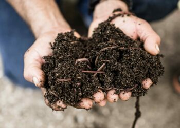 Punta Cana apuesta en grande por el compostaje