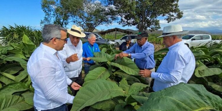 RD se consolida con 29 zonas tabacaleras distribuidas en 15 provincias