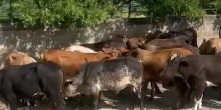 Caen implicados en millonario robo de becerros y vehículos en Santiago