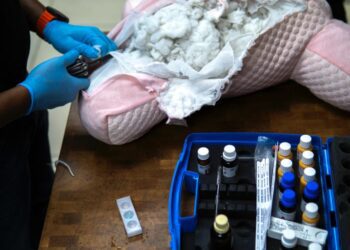 DNCD impide envío de peluche con cocaína hacia Australia