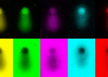 Descubren cómo las células controlan la copia segura del ADN