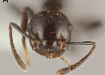 Científicos describen una nueva especie de hormiga única del Caribe.