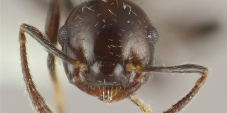 Científicos describen una nueva especie de hormiga única del Caribe.
