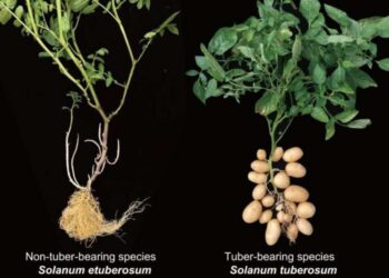Un cruce antiguo revela que el origen la papa viene del tomate 