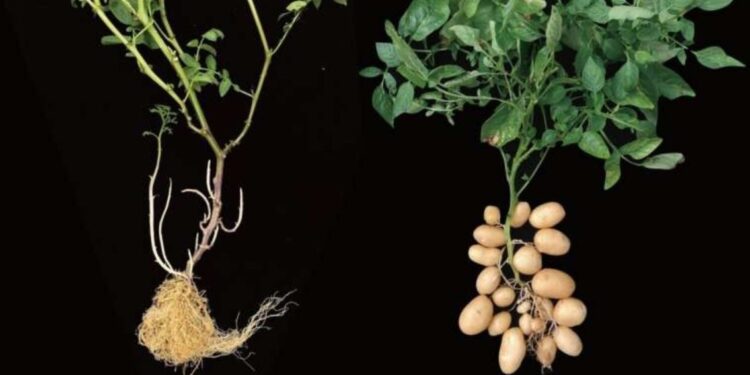 Un cruce antiguo revela que el origen la papa viene del tomate 