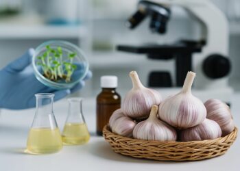 Ciencia dominicana impulsa el ajo hacia el mercado global