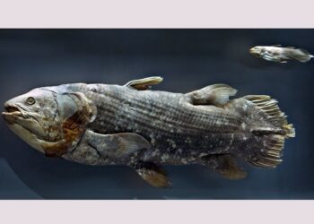 El celacanto desmonta mitos sobre la evolución de los vertebrados