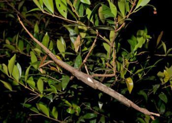 Descubren un insecto palo gigante que pesa como una pelota de golf