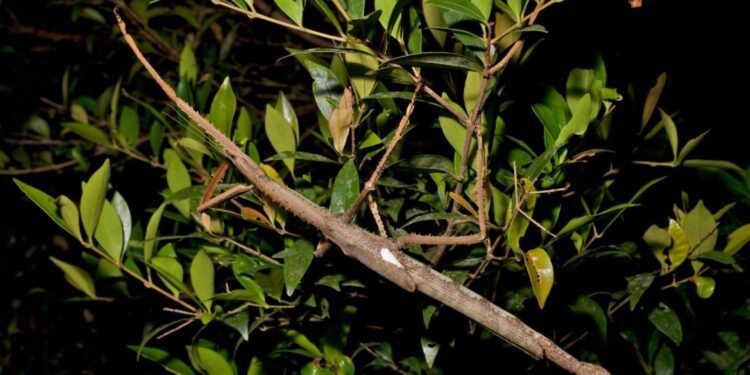 Descubren un insecto palo gigante que pesa como una pelota de golf