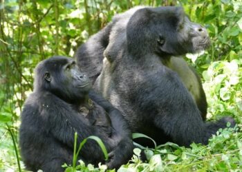 Gorilas hembras desafían a los machos: el tamaño no lo es todo
