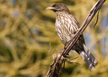 El calor extremo diezma las poblaciones de aves tropicales