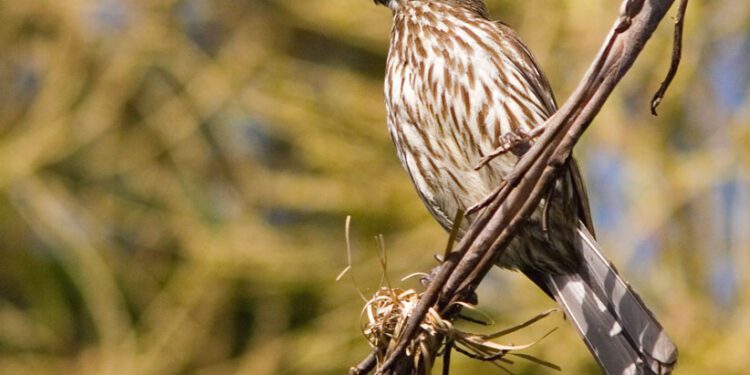 El calor extremo diezma las poblaciones de aves tropicales
