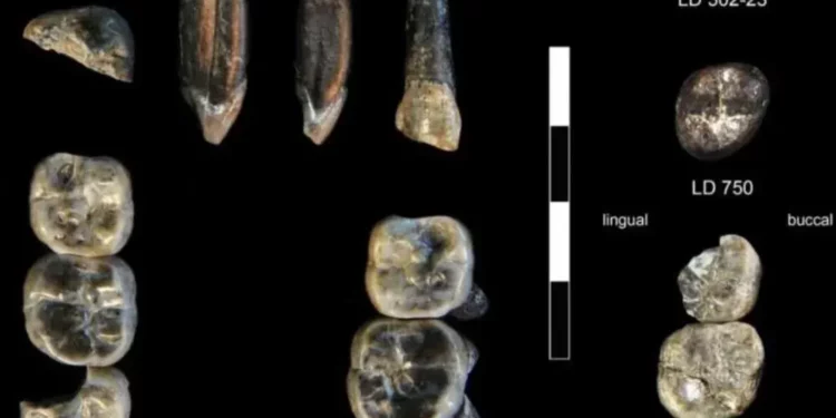 Un nuevo ancestro reescribe la historia humana: no fue un camino recto