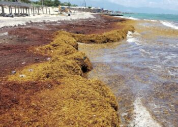 El sargazo: la mancha verde que crece alimentada por la contaminación