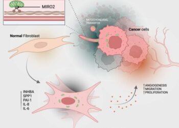 Descubren cómo las células cancerosas convierten las células sanas en aliadas