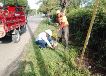 Villa Isabela impulsa jornada de reforestación en vías hacia playas turísticas