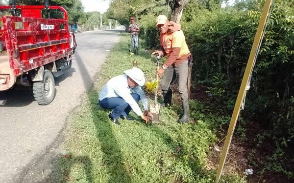 Villa Isabela impulsa jornada de reforestación en vías hacia playas turísticas