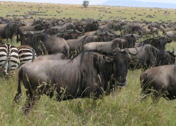 La IA destapa que la población de ñus es mucho menor de lo que se creía