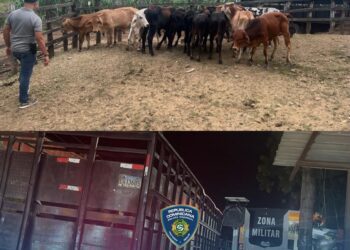 Desmontan estafa ganadera a gran escala: recuperan 34 becerros