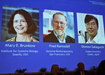 Nobel de Medicina por revelar el freno interno del sistema inmune