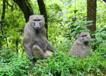Longevidad femenina: un secreto evolutivo compartido por mamíferos y aves