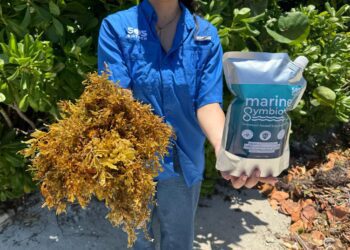 El sargazo ya no es solo basura: RD celebra su primera biorefinería