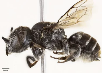 Hallan Abeja 'Lucifer': Una especie con cuernos diabólicos