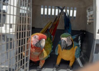 Medio Ambiente abre plazo para registrar animales exóticos en RD